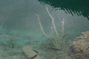 gal/cro 08/_thb_small-IMG_5603.JPG